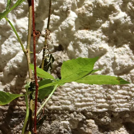 Street Garden *
