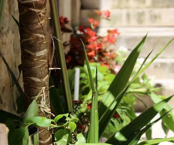 Street Garden חוואר